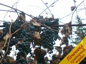 1) Для хорошего вина понадобится домашний виноград. Тот, что выращен в заботе и с любовью, в экологически-чистых условиях. 